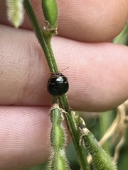 Coptosoma xanthogramma