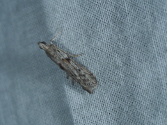 Crocydopora cinigerella