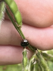 Coptosoma xanthogramma
