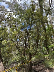 Banksia serrata