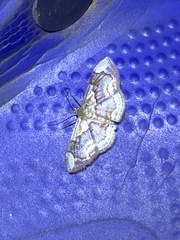 Leptostales angulata