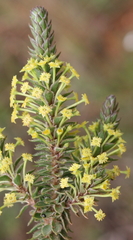 Struthiola mundii