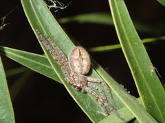 Isopedella