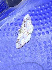 Leptostales angulata