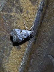 Pyraloidea