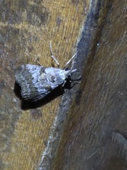 Pyraloidea