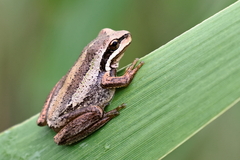 Litoria ewingii