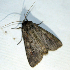 Polia bombycina