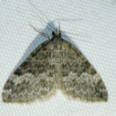 Perizoma hydrata