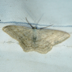 Scopula incanata