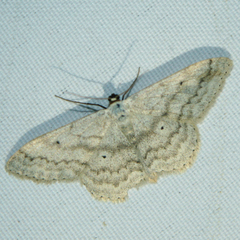 Scopula incanata