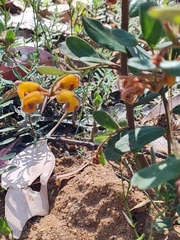 Grevillea chrysophaea