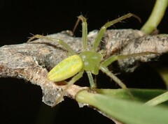 Araneus talipedatus