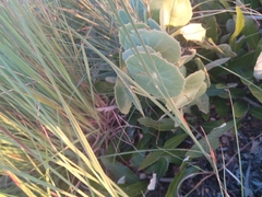 Senecio oxyriifolius