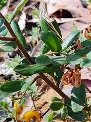 Grevillea chrysophaea