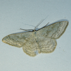 Scopula incanata