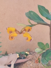 Grevillea chrysophaea