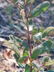 Grevillea chrysophaea