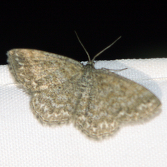 Scopula immorata