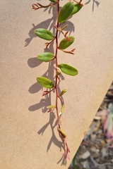 Grevillea chrysophaea