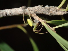 Araneus talipedatus