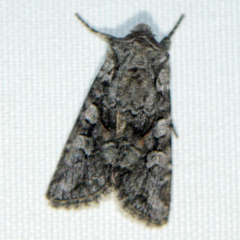 Lasionycta proxima