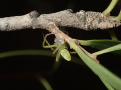 Araneus talipedatus
