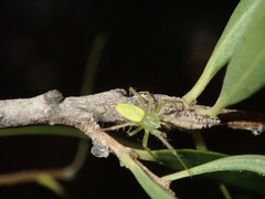 Araneus talipedatus