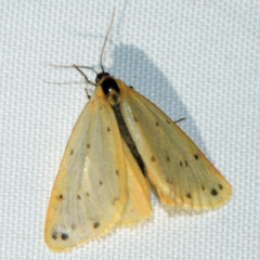 Setina irrorella