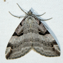 Aplocera praeformata