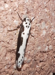 Ethmia semilugens