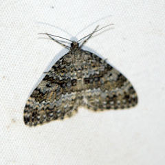 Entephria caesiata