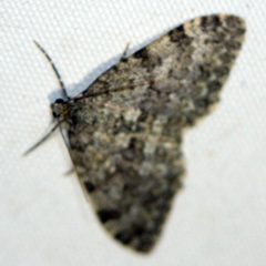 Entephria caesiata