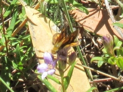Taractrocera papyria agraulia