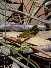 Taractrocera papyria agraulia