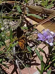 Taractrocera papyria agraulia