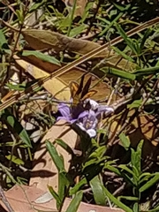 Taractrocera papyria agraulia