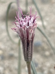 Palafoxia arida