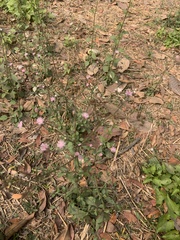 Cyanthillium cinereum