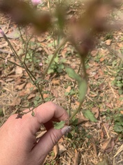 Cyanthillium cinereum