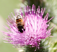 Phytomia incisa