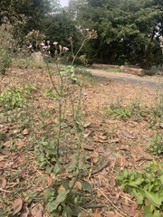 Cyanthillium cinereum