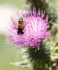 Phytomia incisa