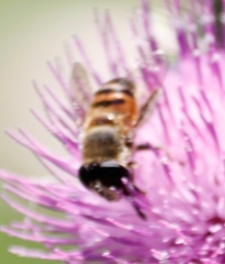 Phytomia incisa