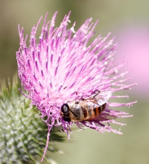 Phytomia incisa