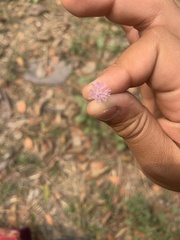 Cyanthillium cinereum