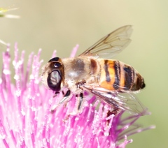 Phytomia incisa