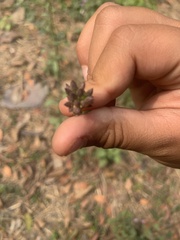 Cyanthillium cinereum