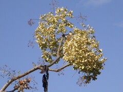 Steganotaenia araliacea