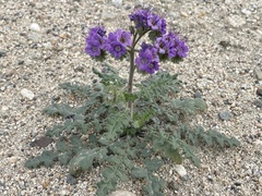 Phacelia crenulata